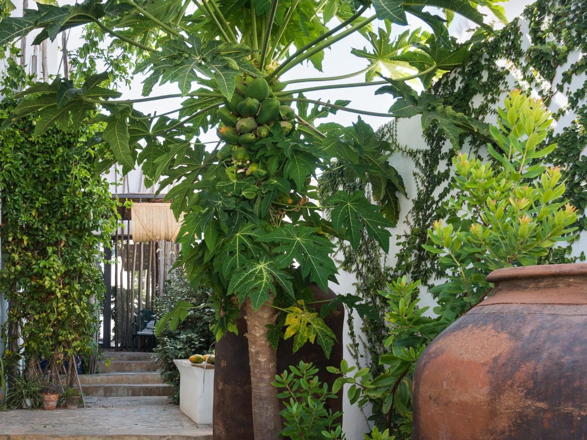 Altanure Almatere - Food Forest Boutique Stay تافيرا المظهر الخارجي الصورة